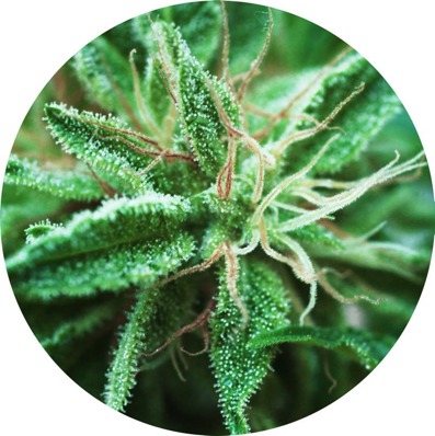 (Bild für) Sativa Samadhi 10 reg - zum Schließen ins Bild klicken